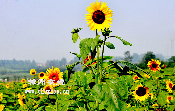 滁州在线-社会民生-滁州：生态田园好风光
