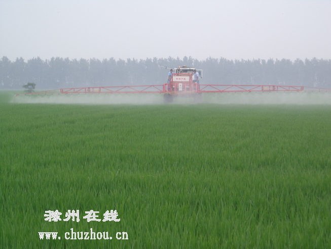 滁州在线-滁州要闻-水稻