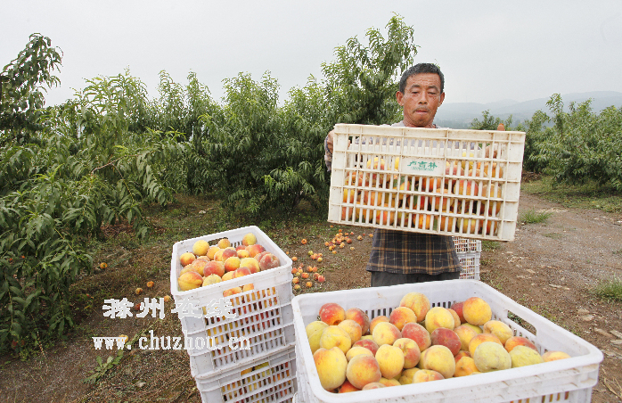 滁州在线-滁州要闻-十年树木 载载丰收