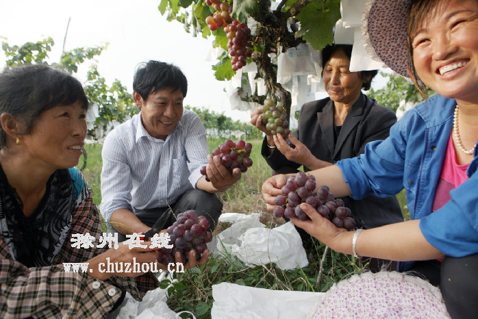 滁州在线-滁州要闻-小岗村优质葡萄喜获丰收