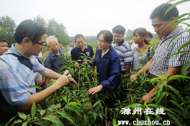 滁州在线-滁州要闻-果木