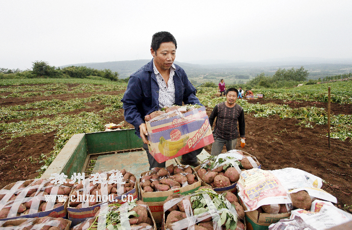滁州在线-滁州要闻-山芋成为自来桥镇特色农业