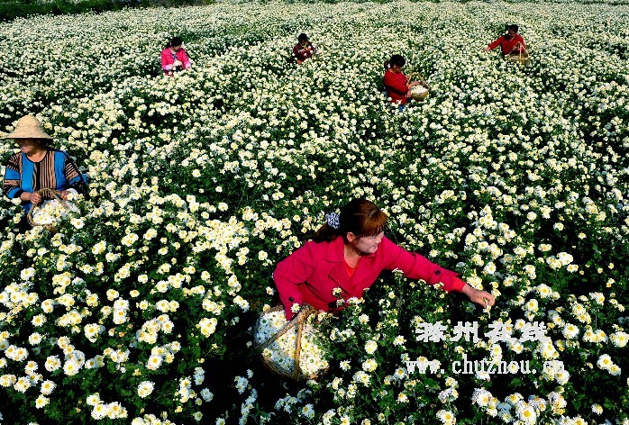 南谯区滁菊花景观榜上有名