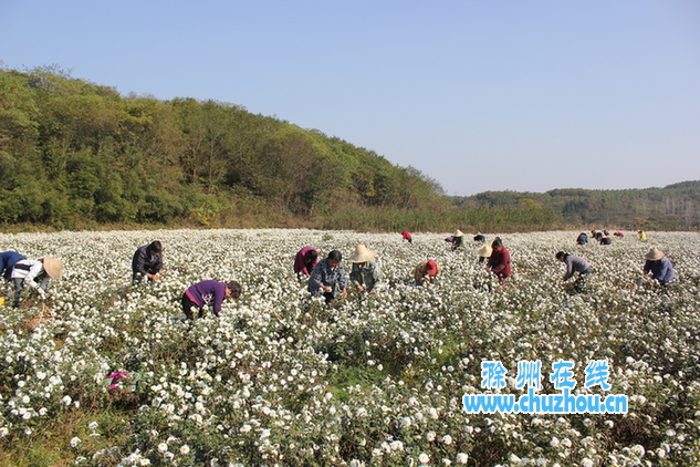 滁州在线-滁州要闻-采菊 滁州在线-滁州要闻-采菊