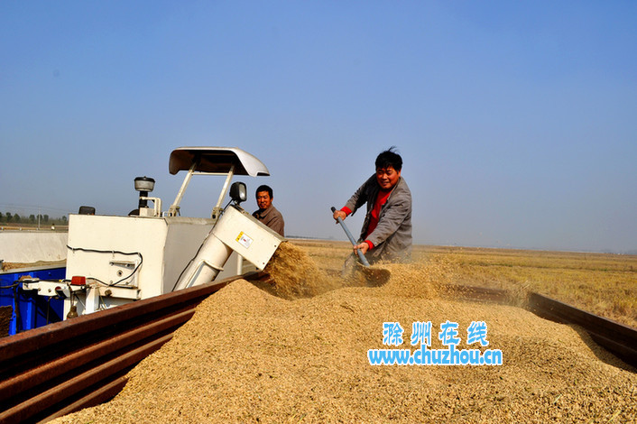 滁州在线-滁州要闻-试验田 滁州在线-滁州要闻-试验田