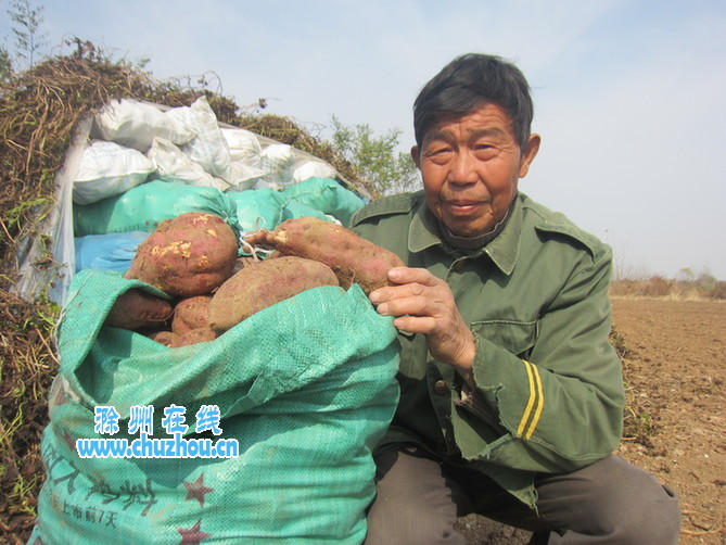 滁州在线-社会民生-山芋