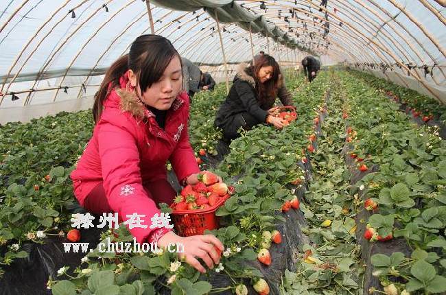 滁州在线-社会民生-滁州定远:七里塘草莓丰收 滁州在线-社会民生-滁州定远:七里塘草莓丰收